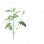 Maranta arundinacea, Maranta roseau; Arrowroot, Obedience plant by Pierre Joseph Redouté