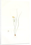 Ornithogalum spathaceum, Gagea sp; Ornthogale a spathe, Sheath yellow star by Pierre Joseph Redouté