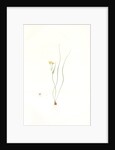 Ornithogalum spathaceum, Gagea sp; Ornthogale a spathe, Sheath yellow star by Pierre Joseph Redouté