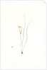 Ornithogalum spathaceum, Gagea sp; Ornthogale a spathe, Sheath yellow star by Pierre Joseph Redouté