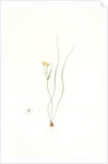Ornithogalum spathaceum, Gagea sp; Ornthogale a spathe, Sheath yellow star by Pierre Joseph Redouté