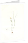 Ornithogalum spathaceum, Gagea sp; Ornthogale a spathe, Sheath yellow star by Pierre Joseph Redouté
