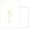 Ornithogalum spathaceum, Gagea sp; Ornthogale a spathe, Sheath yellow star by Pierre Joseph Redouté