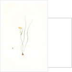 Ornithogalum spathaceum, Gagea sp; Ornthogale a spathe, Sheath yellow star by Pierre Joseph Redouté