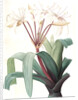 Crinum erubescens, Crinum rougeâtre, Swamp Lily by Pierre Joseph Redouté