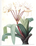 Crinum erubescens, Crinum rougeâtre, Swamp Lily by Pierre Joseph Redouté