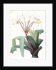 Crinum erubescens, Crinum rougeâtre, Swamp Lily by Pierre Joseph Redouté