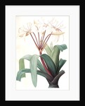 Crinum erubescens, Crinum rougeâtre, Swamp Lily by Pierre Joseph Redouté