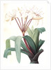 Crinum erubescens, Crinum rougeâtre, Swamp Lily by Pierre Joseph Redouté