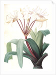 Crinum erubescens, Crinum rougeâtre, Swamp Lily by Pierre Joseph Redouté