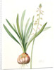 Drimia elata, Drimia élevé, Tall Drimia by Pierre Joseph Redouté