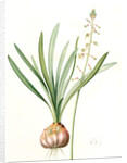 Drimia elata, Drimia élevé, Tall Drimia by Pierre Joseph Redouté