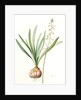 Drimia elata, Drimia élevé, Tall Drimia by Pierre Joseph Redouté