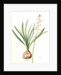 Drimia elata, Drimia élevé, Tall Drimia by Pierre Joseph Redouté