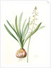 Drimia elata, Drimia élevé, Tall Drimia by Pierre Joseph Redouté