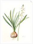 Drimia elata, Drimia élevé, Tall Drimia by Pierre Joseph Redouté