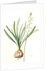 Drimia elata, Drimia élevé, Tall Drimia by Pierre Joseph Redouté