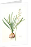 Drimia elata, Drimia élevé, Tall Drimia by Pierre Joseph Redouté