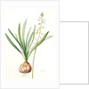 Drimia elata, Drimia élevé, Tall Drimia by Pierre Joseph Redouté