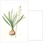 Drimia elata, Drimia élevé, Tall Drimia by Pierre Joseph Redouté