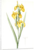 Iris pseudocorus, Iris curtopetala; Iris à pétales bossus, False sweet flag by Pierre Joseph Redouté