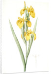 Iris pseudocorus, Iris curtopetala; Iris à pétales bossus, False sweet flag by Pierre Joseph Redouté