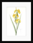 Iris pseudocorus, Iris curtopetala; Iris à pétales bossus, False sweet flag by Pierre Joseph Redouté