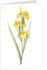 Iris pseudocorus, Iris curtopetala; Iris à pétales bossus, False sweet flag by Pierre Joseph Redouté