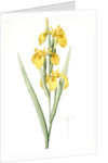 Iris pseudocorus, Iris curtopetala; Iris à pétales bossus, False sweet flag by Pierre Joseph Redouté