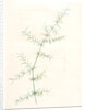 Asparagus tricarinatus, Asparagus verticillatus; Asperge à trois carènes by Pierre Joseph Redouté