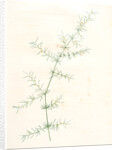 Asparagus tricarinatus, Asparagus verticillatus; Asperge à trois carènes by Pierre Joseph Redouté