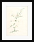 Asparagus tricarinatus, Asparagus verticillatus; Asperge à trois carènes by Pierre Joseph Redouté