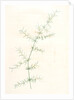 Asparagus tricarinatus, Asparagus verticillatus; Asperge à trois carènes by Pierre Joseph Redouté