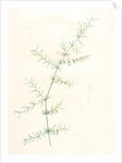 Asparagus tricarinatus, Asparagus verticillatus; Asperge à trois carènes by Pierre Joseph Redouté