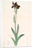 Iris lurida, Iris brun, Dingy-coloured Flag by Pierre Joseph Redouté