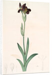 Iris lurida, Iris brun, Dingy-coloured Flag by Pierre Joseph Redouté