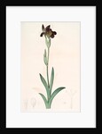 Iris lurida, Iris brun, Dingy-coloured Flag by Pierre Joseph Redouté