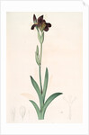 Iris lurida, Iris brun, Dingy-coloured Flag by Pierre Joseph Redouté