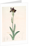 Iris lurida, Iris brun, Dingy-coloured Flag by Pierre Joseph Redouté