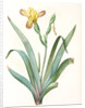 Iris variegata, Iris panaché, Variegated Iris; Variable Flower-du-luce by Pierre Joseph Redouté