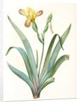 Iris variegata, Iris panaché, Variegated Iris; Variable Flower-du-luce by Pierre Joseph Redouté