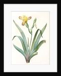 Iris variegata, Iris panaché, Variegated Iris; Variable Flower-du-luce by Pierre Joseph Redouté