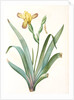 Iris variegata, Iris panaché, Variegated Iris; Variable Flower-du-luce by Pierre Joseph Redouté