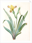 Iris variegata, Iris panaché, Variegated Iris; Variable Flower-du-luce by Pierre Joseph Redouté