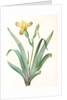 Iris variegata, Iris panaché, Variegated Iris; Variable Flower-du-luce by Pierre Joseph Redouté