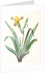 Iris variegata, Iris panaché, Variegated Iris; Variable Flower-du-luce by Pierre Joseph Redouté