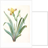 Iris variegata, Iris panaché, Variegated Iris; Variable Flower-du-luce by Pierre Joseph Redouté
