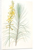 Asphodelus capillaris, Asphodeline liburnica; Asphodèle capillaire, Jacob's rod by Pierre Joseph Redouté