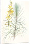 Asphodelus capillaris, Asphodeline liburnica; Asphodèle capillaire, Jacob's rod by Pierre Joseph Redouté