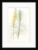 Asphodelus capillaris, Asphodeline liburnica; Asphodèle capillaire, Jacob's rod by Pierre Joseph Redouté